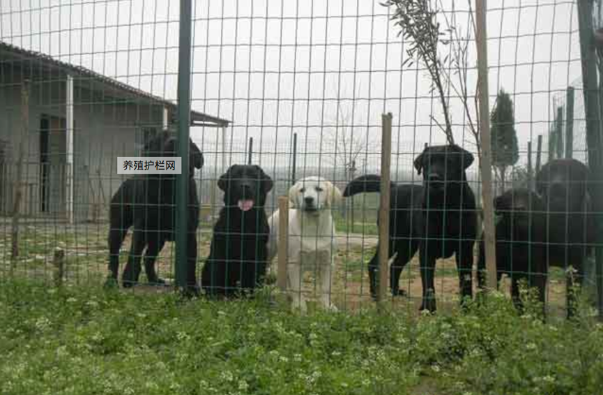 1524382172335690.png 護(hù)欄網(wǎng),市政護(hù)欄網(wǎng),欄網(wǎng)廠家