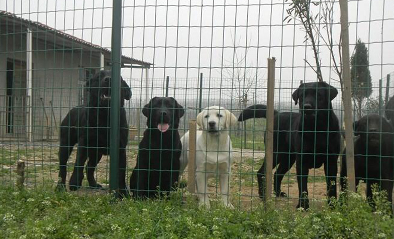 養(yǎng)殖場圍欄網(wǎng) 養(yǎng)殖場圍欄網(wǎng)