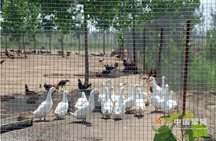 果園圍欄網(wǎng) 果園圍欄網(wǎng)