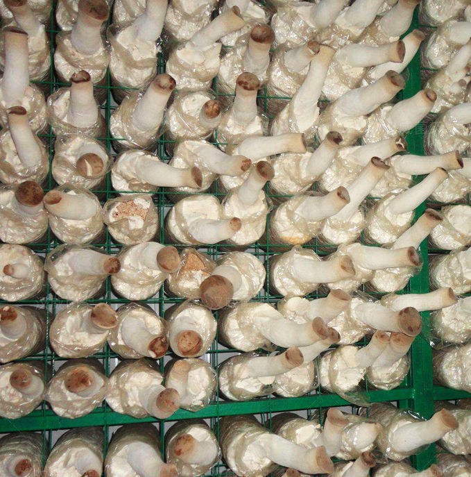 食用菌網(wǎng)格 食用菌網(wǎng)格
