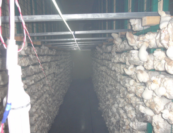 發(fā)菌房網(wǎng)架 發(fā)菌房網(wǎng)架