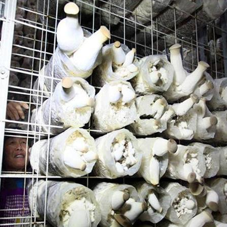 蘑菇出菇架 蘑菇出菇架