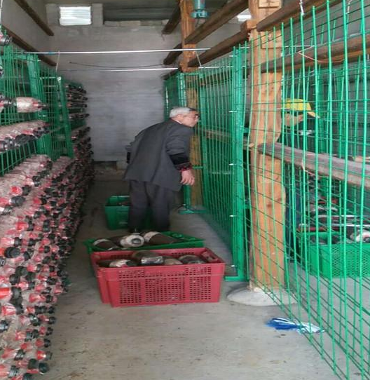 出菇房網(wǎng)架 出菇房網(wǎng)架