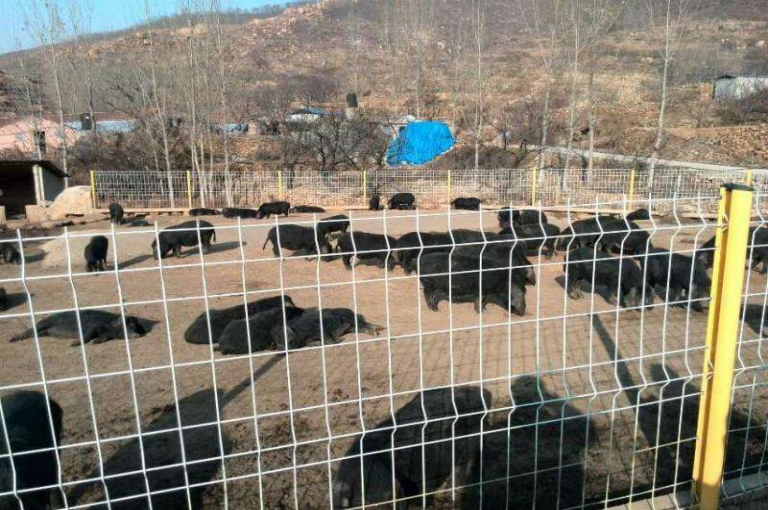 家用養(yǎng)殖護欄網(wǎng)