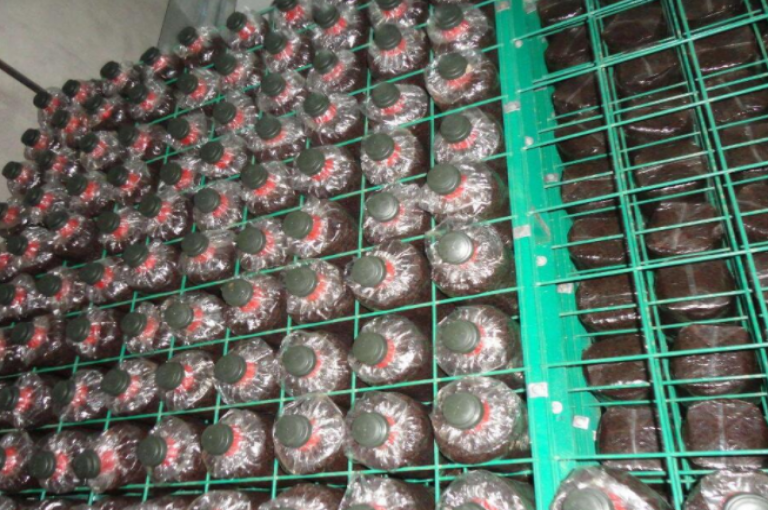 食用菌網(wǎng)格